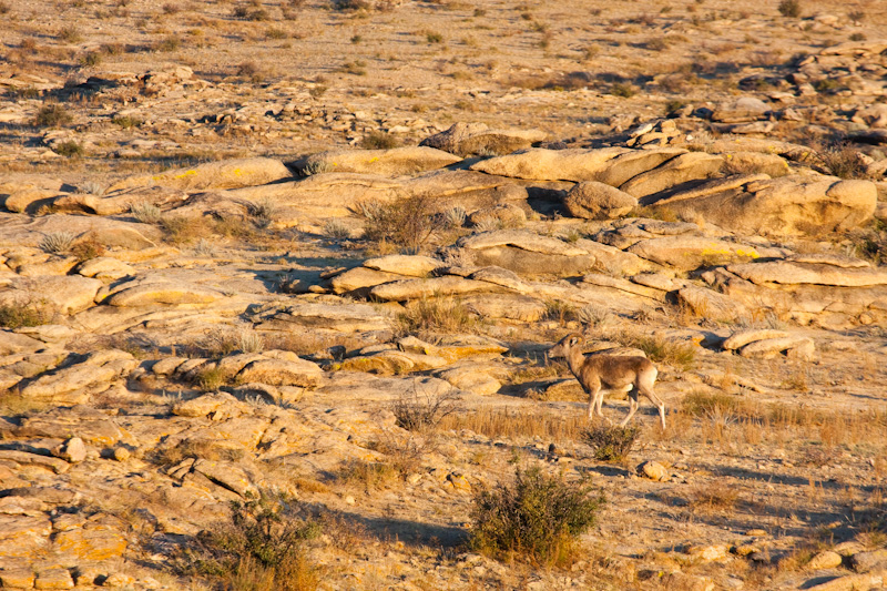 Argali